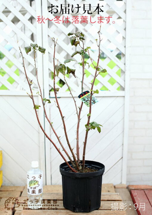 楽天市場 カシスの木 黒フサスグリ ブラックカーラント 7号スリット鉢植え 株立ち大苗 花と緑の専門店 土っ子倶楽部