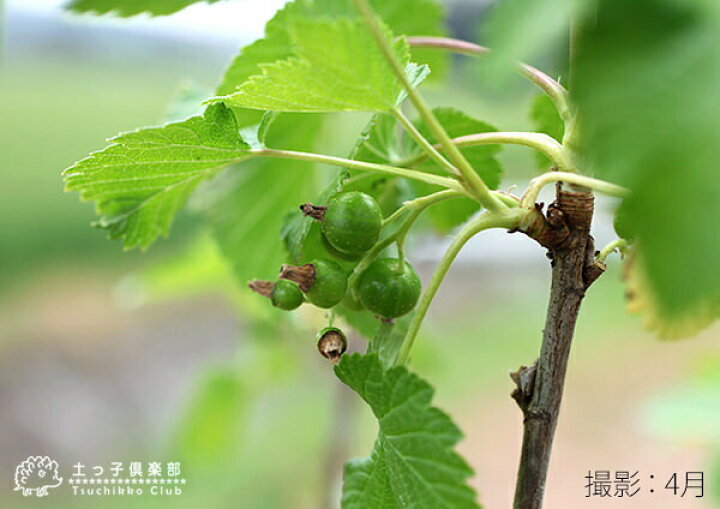 楽天市場 カシスの木 黒フサスグリ ブラックカーラント 12cmポット苗 花と緑の専門店 土っ子倶楽部