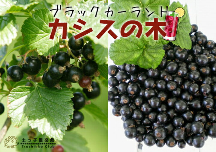 楽天市場 カシスの木 黒フサスグリ ブラックカーラント 7号スリット鉢植え 株立ち大苗 花と緑の専門店 土っ子倶楽部