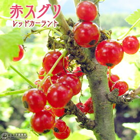 赤スグリ （ レッドカーラント / フサスグリ ） 15cmポット苗木
