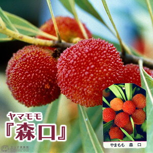 } w X i 肮 j x 15cm|bgږؕc