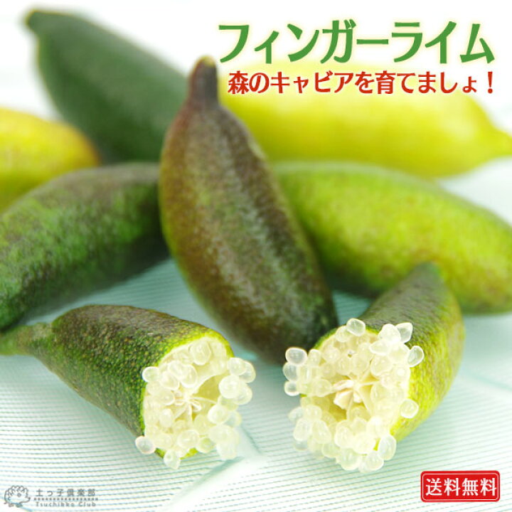 楽天市場】フィンガーライム 3年生 12cmポット 接ぎ木苗 【 送料無料 
