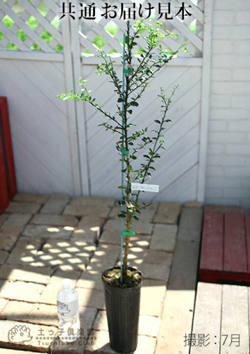 楽天市場 フィンガーライム 3年生 12cmポット 接ぎ木苗 送料無料 花と緑の専門店 土っ子倶楽部 楽天市場 フィンガーライム 3年生 12cmポット 接ぎ木苗 送料無料 花と緑の専門店 土っ子倶楽部