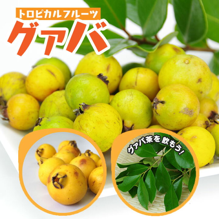 楽天市場 グアバ イエローストロベリーグァバ 13 5cmポット苗 キミノバンジロウ 花と緑の専門店 土っ子倶楽部