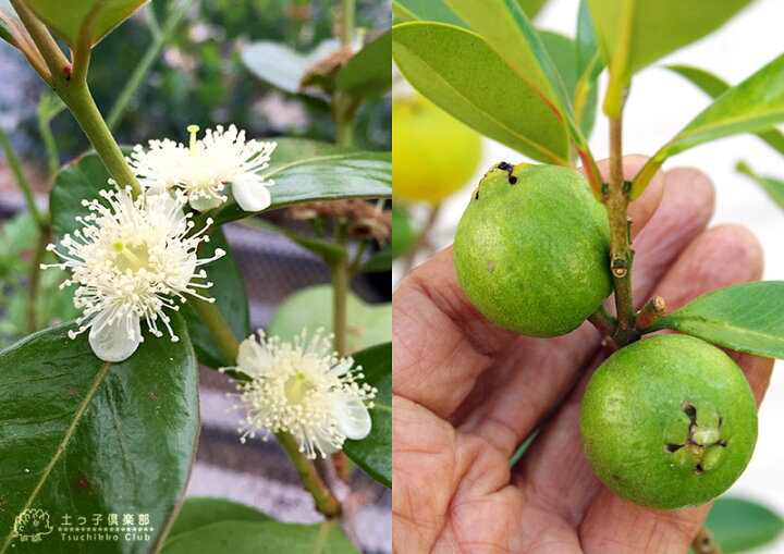 楽天市場 グアバ イエローストロベリーグァバ 18cmポット苗 キミノバンジロウ 花と緑の専門店 土っ子倶楽部