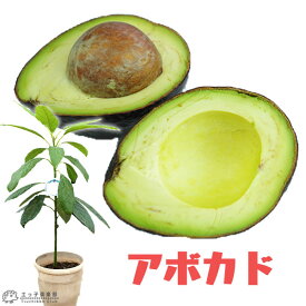楽天市場 アボカド 苗の通販