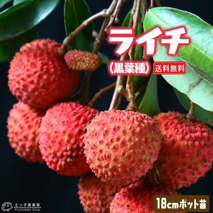 楽天市場 ライチ レイシ 黒葉種 2年生苗木 18cmポット 送料無料 花と緑の専門店 土っ子倶楽部