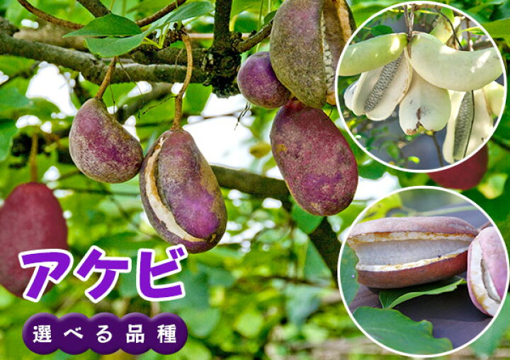 楽天市場 アケビ バナナアケビ 紫アケビ 12cmポット苗 選べる品種 花と緑の専門店 土っ子倶楽部 楽天市場 アケビ バナナアケビ 紫アケビ 12cmポット苗 選べる品種 花と緑の専門店 土っ子倶楽部