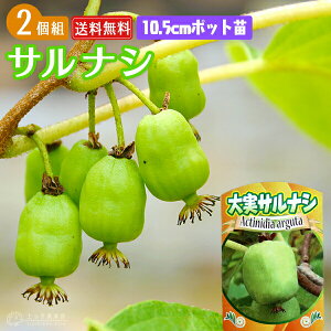  TiV w G[h x 10.5cm|bgc ixr[LECARNj y2Zbgz yz