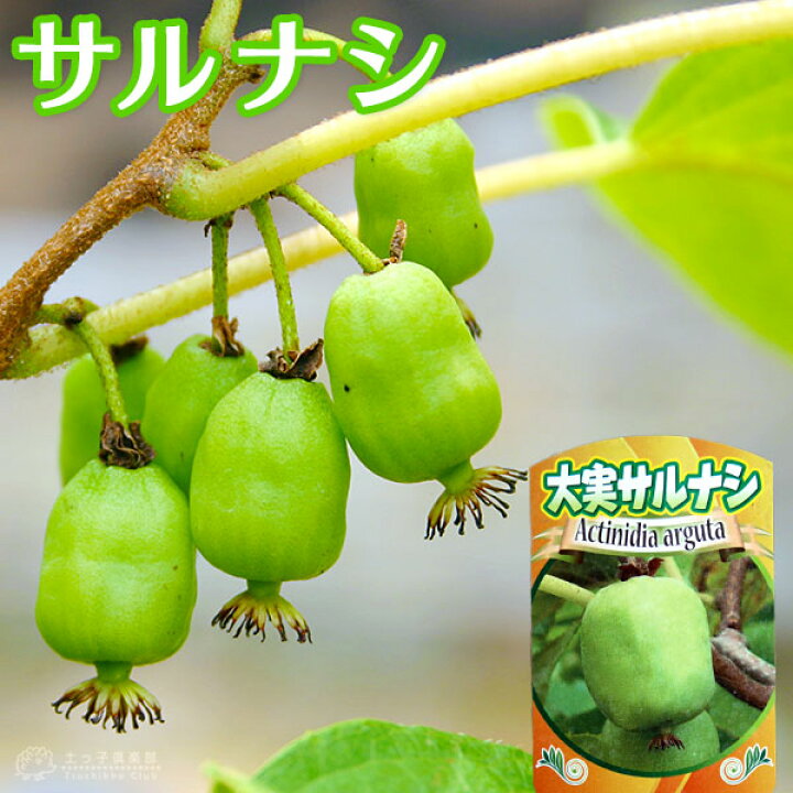 楽天市場 大実 サルナシ エメロード 10 5cmポット苗 ベビーキウイ コクワ 花と緑の専門店 土っ子倶楽部