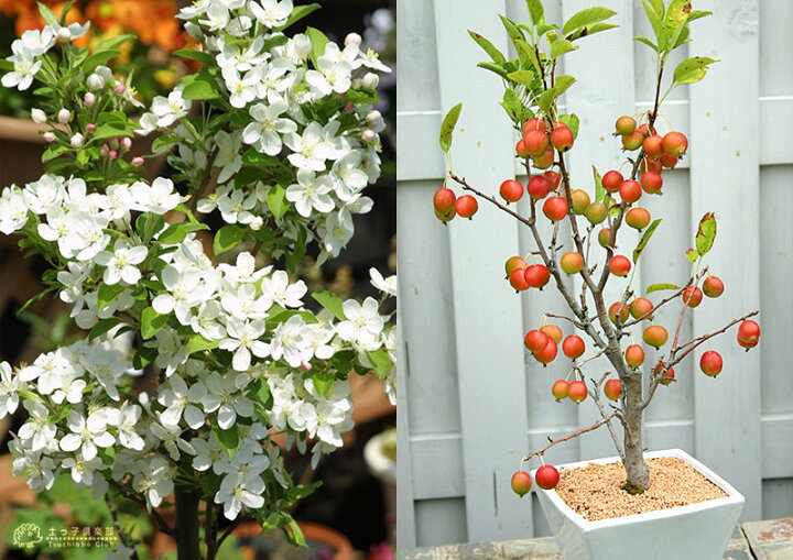 楽天市場 実付き 姫りんご ヒメリンゴ 6号鉢植え 盆栽仕立て 花と緑の専門店 土っ子倶楽部