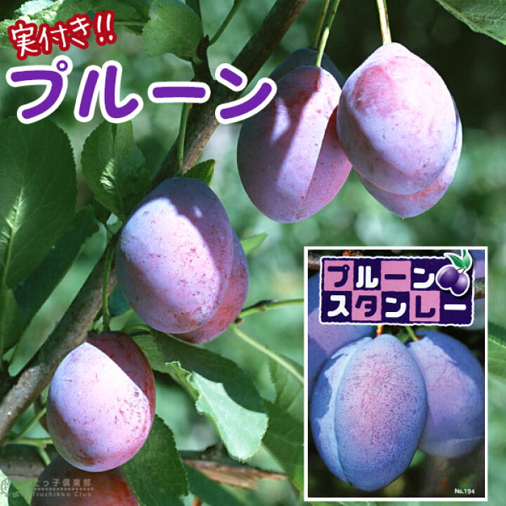 楽天市場 実付き プルーンの木 スタンレイ 6号鉢植え 数量限定 花と緑の専門店 土っ子倶楽部