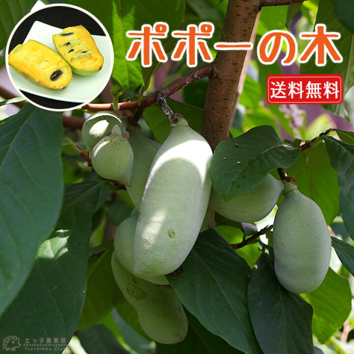 楽天市場 ポポー 8号スリット角鉢植え 送料無料 選べる品種 接ぎ木苗 花と緑の専門店 土っ子倶楽部