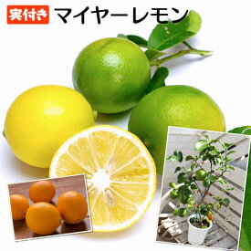 楽天市場 果物の苗物 収穫時期秋 苗物 ガーデニング 農業 花 ガーデン Diyの通販