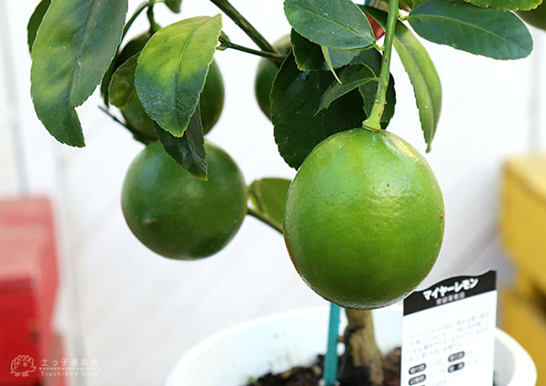 楽天市場】《 実付き 》レモンの木 『マイヤーレモン』 5号鉢植え （※2