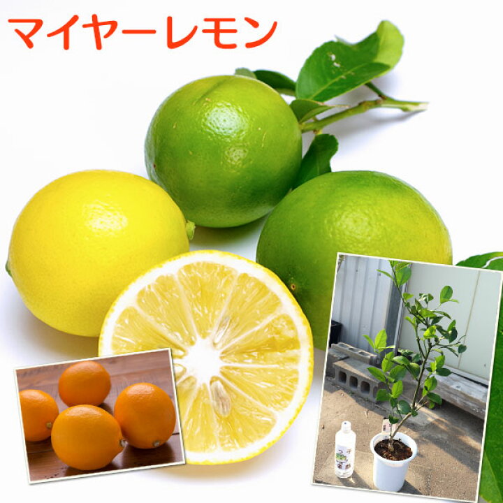楽天市場】レモンの木 『 マイヤーレモン 』 5号鉢植え（※実付き販売の 