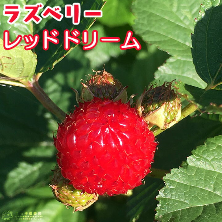 楽天市場 ラズベリー 木立性 レッドドリーム 15cmポット挿し木苗木 ウルトララズベリー 花と緑の専門店 土っ子倶楽部