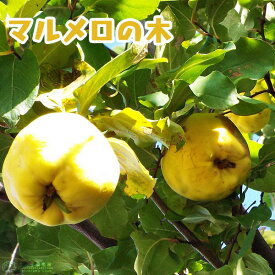 楽天市場 花 砂糖漬け 種類 植物 カリン の通販