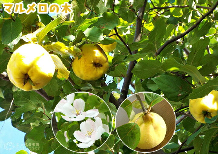 楽天市場 マルメロの木 15cm 5号 ポット接ぎ木苗 別名 西洋カリン 花と緑の専門店 土っ子倶楽部