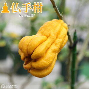 芹 i ubVJ j 15cm|bgڂؕc