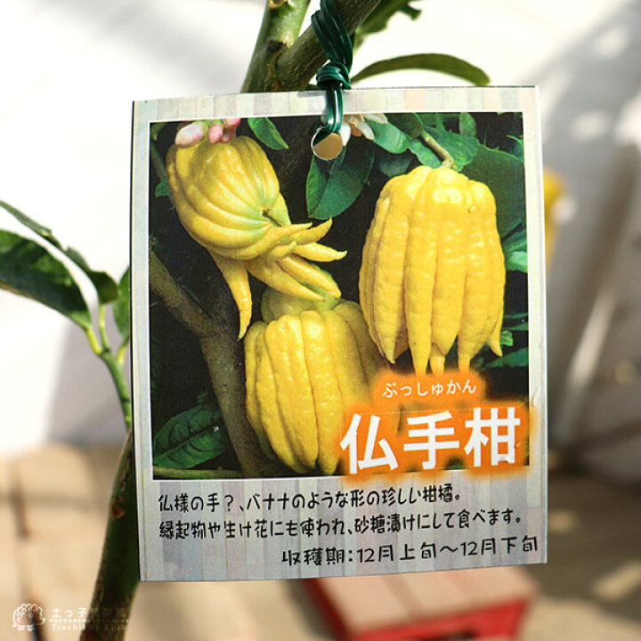 楽天市場】仏手柑 （ ブッシュカン ） 15cmポット接ぎ木苗 : 花と緑の 