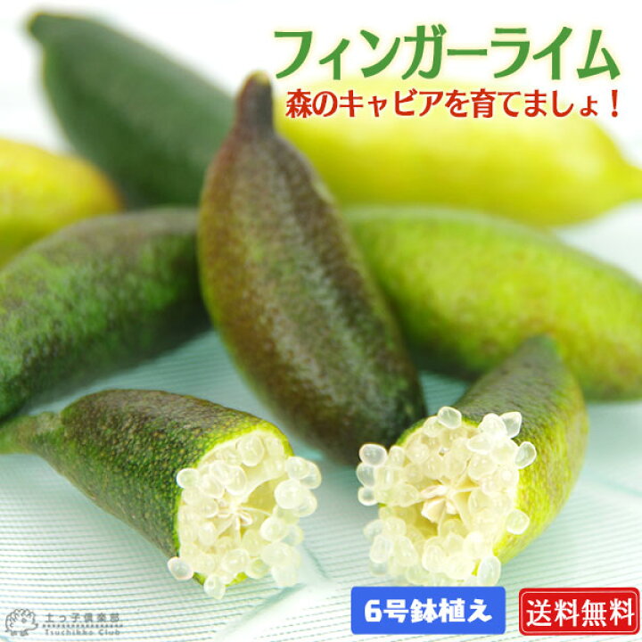 楽天市場】フィンガーライム 2年生 接ぎ木 6号鉢植え【 送料無料 