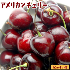 �A�����J���`�F���[ �w �r���O �x�i �T�N�����{ �j12cm�|�b�g�c�� �i 1�N�� �ڂ��ؕc �j