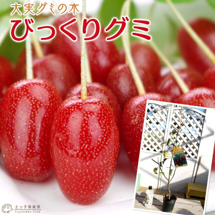 楽天市場 大実 グミの木 びっくりグミ 13 5cmポット苗木 ビックリグミ ダイオウグミ 花と緑の専門店 土っ子倶楽部