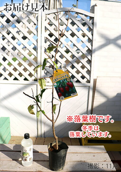 再入荷 大実ぐみ びっくりグミ接木苗木 Www Centralsupply Us