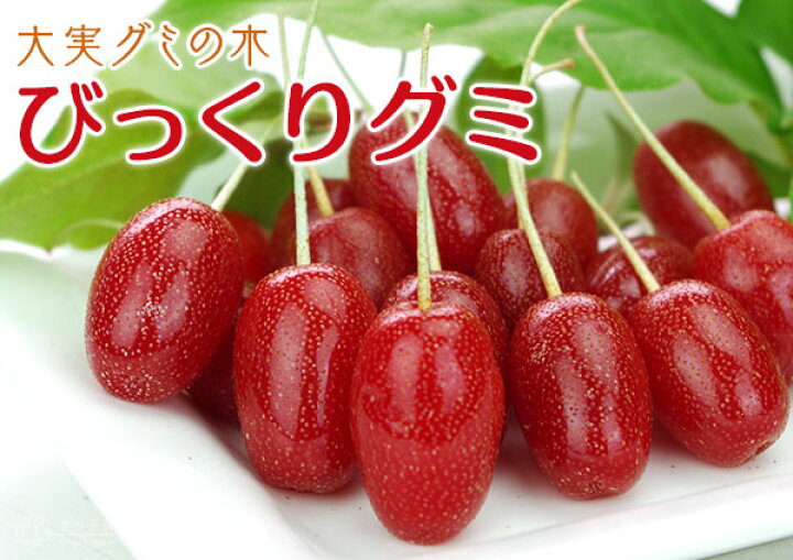 楽天市場 大実 グミの木 びっくりグミ 13 5cmポット苗木 ビックリグミ ダイオウグミ 花と緑の専門店 土っ子倶楽部