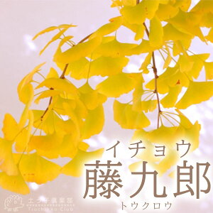  i C`EEMi jw Yi gENE j x 2Nڂ 15cm|bgc