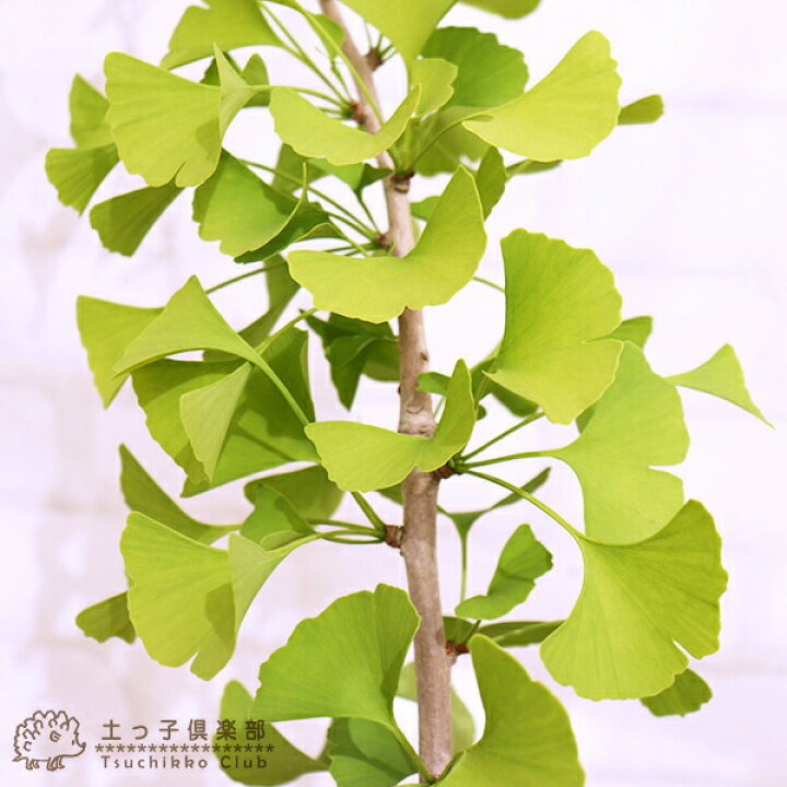 楽天市場 銀杏 イチョウ ギンナン オス木 2年生接ぎ木 15cmポット苗 花と緑の専門店 土っ子倶楽部