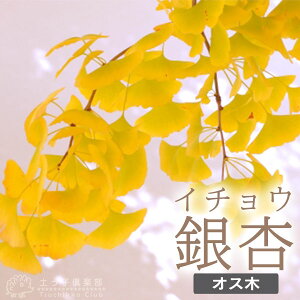  i C`EEMi jw IX x 2Nڂ 15cm|bgc