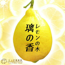 レモンの木 『 璃の香 （りのか） 』 15cmポット苗木
