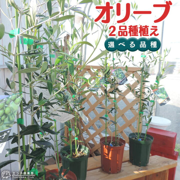 楽天市場 オリーブ 2品種植え 2年生 5号スリット鉢 花と緑の専門店 土っ子倶楽部