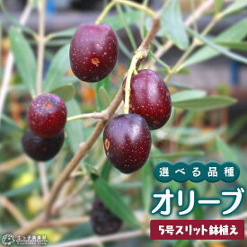 オリーブ （全11品種）3年生 5号スリット鉢植え【選べる品種】