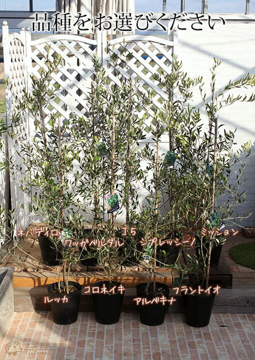 楽天市場 オリーブ 株立ち大苗 全9品種 4年生 7号ポット苗 選べる品種 花と緑の専門店 土っ子倶楽部