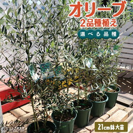 楽天市場 オリーブ 苗木の通販