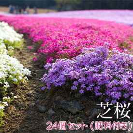 芝桜　24個セット（色混合） 9cmポット苗＋肥料800gプレゼント
