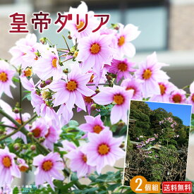 楽天市場 花 ダリア 鉢の通販