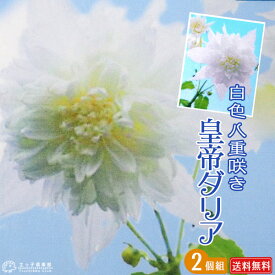 楽天市場 ダリア 鉢植え 花の苗物 苗物 ガーデニング 農業 花 ガーデン Diyの通販