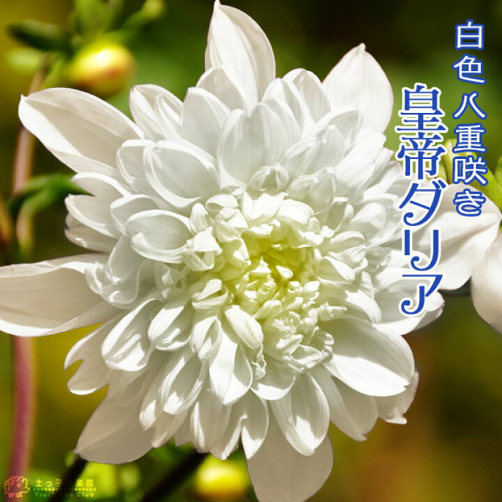 楽天市場 八重咲 皇帝ダリア 白花 宿根性木立ダリア 10 5cmポット苗 花と緑の専門店 土っ子倶楽部