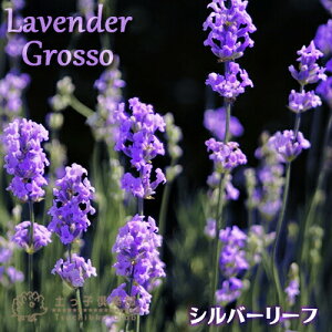 x_[ w Ob\ x 9cm|bgc y 2Zbg ziVo[[t jn[u F ̃n[u ̏ 񂹐A N yqy