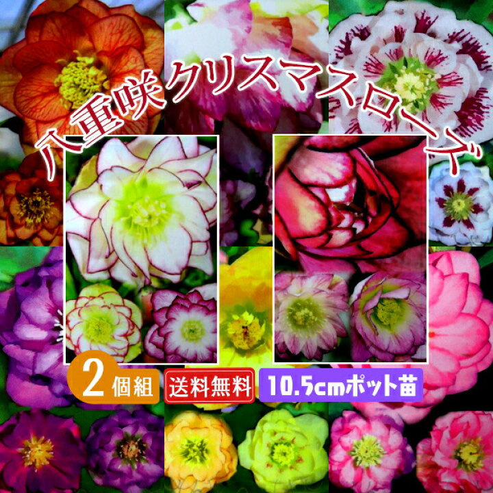 楽天市場】八重咲き クリスマスローズ 【選べる花色 