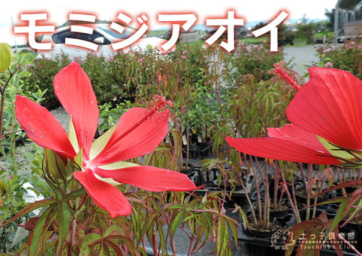 楽天市場 モミジアオイ 紅葉葵 15cmポット苗 花と緑の専門店 土っ子倶楽部