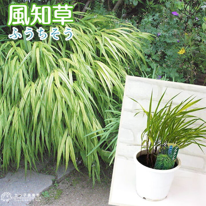 楽天市場 風知草 フウチソウ 斑入り葉 4 5号鉢植え 花と緑の専門店 土っ子倶楽部