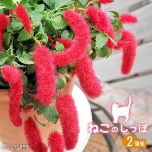 Lbge[ i L̂ j y 2Zbg zԕc c J[[t  lG炫 N  ͋ yqy