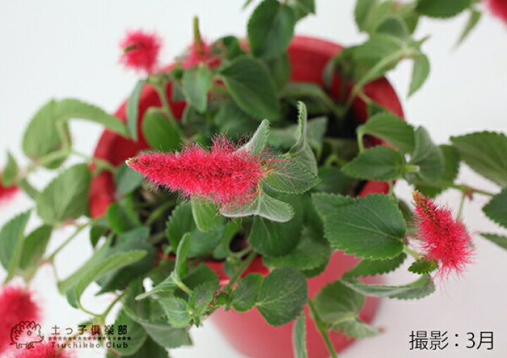 店 キャットテール 猫のしっぽ 2個セット