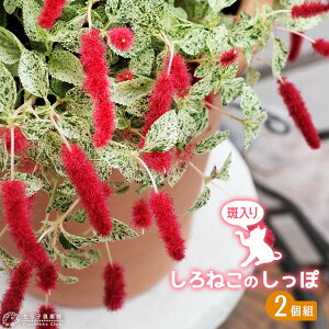 Lbge[ i L̂ j t 9cm|bgc y 2Zbg zԕc J[[t 썑  N  yqy