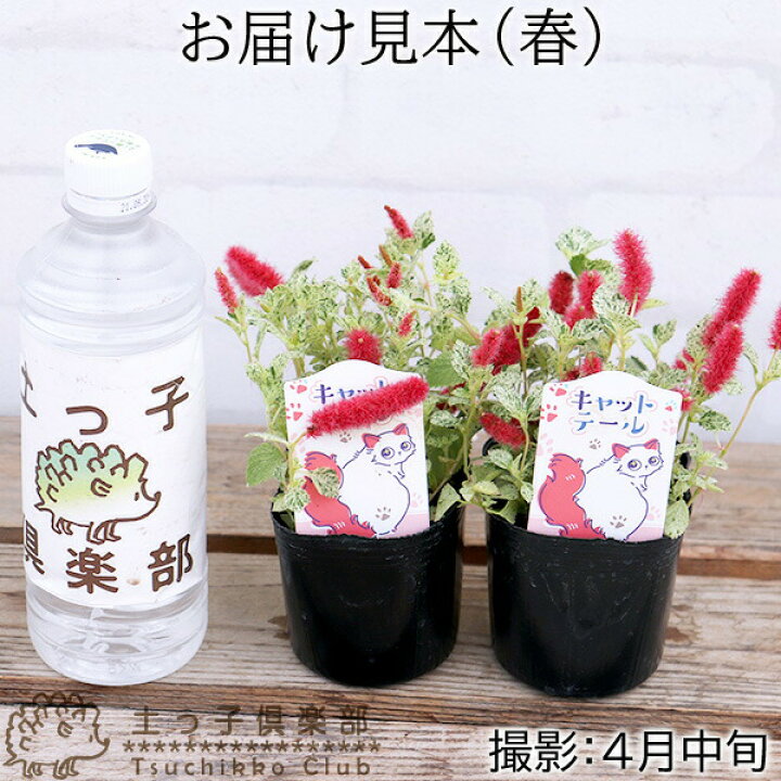 楽天市場 キャットテール 白猫のしっぽ 斑入り葉 9cmポット苗 2個セット 花と緑の専門店 土っ子倶楽部